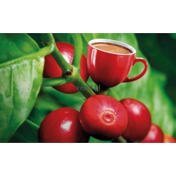 <i>BEYERS</i> Fortisimo coffee CAFFELATTE | system Dolce Gusto 30 kapsułek